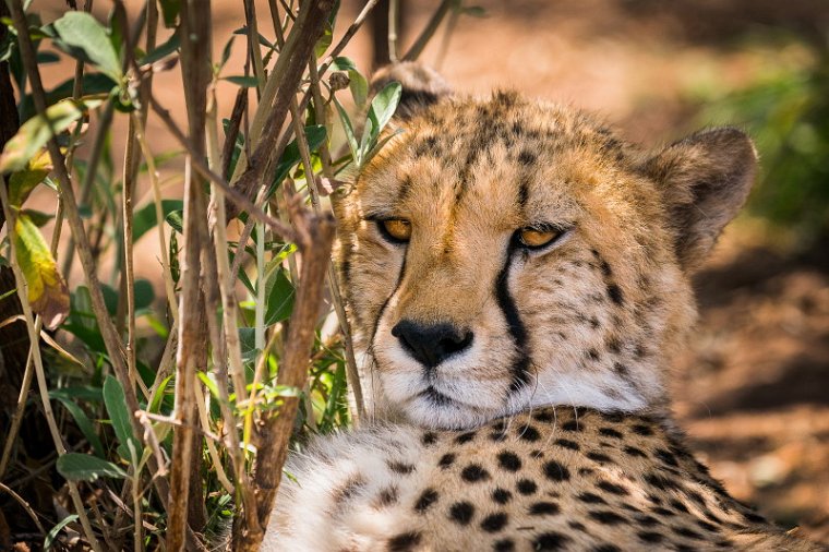 005 Zuid-Afrika, Ukutula Game Reserve, jachtluipaard.jpg